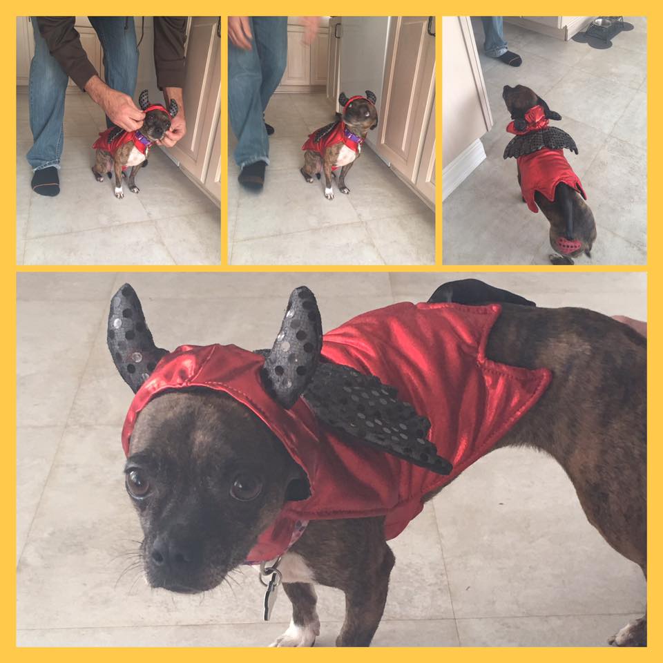 Cocoa Halloweeen 2016.jpg