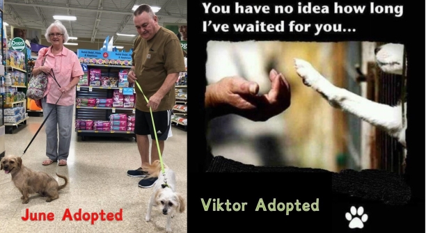 adoptions-for-the-week-ending-29-september-2018