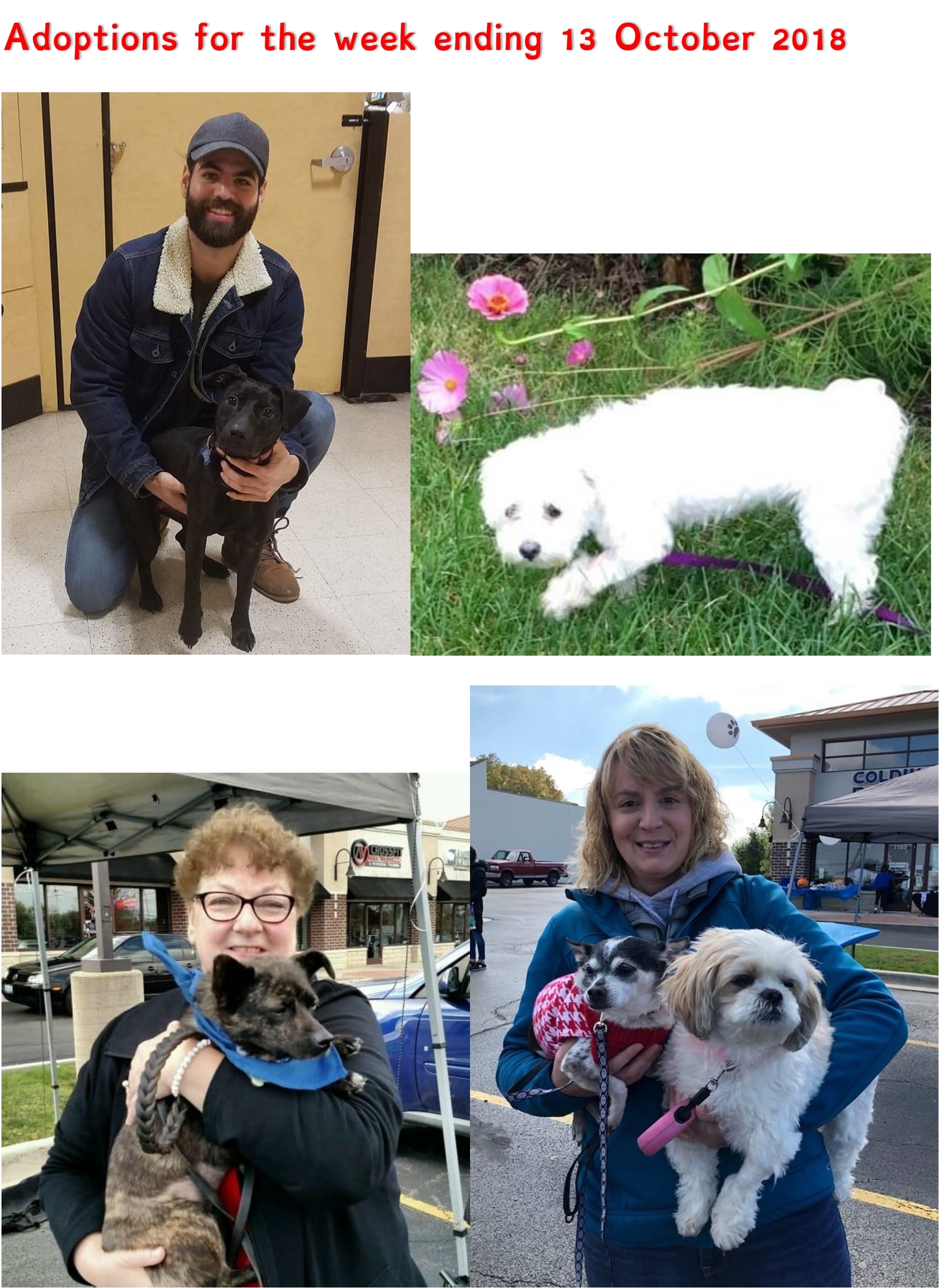 Adoptions for the week ending