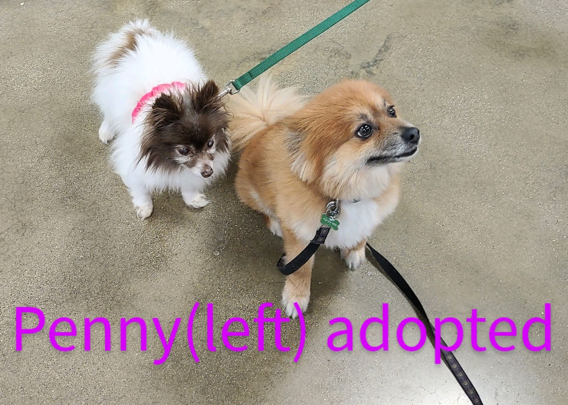 Penny Adopted