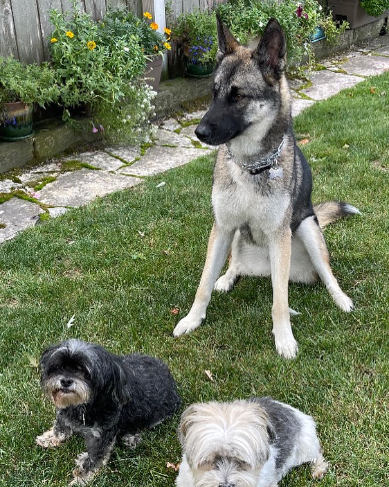 Savannah and friends